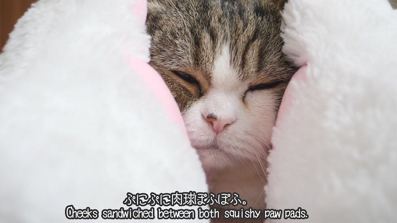 肉球の恩返しとねこ。-Cats are returned the favor by the paws.-