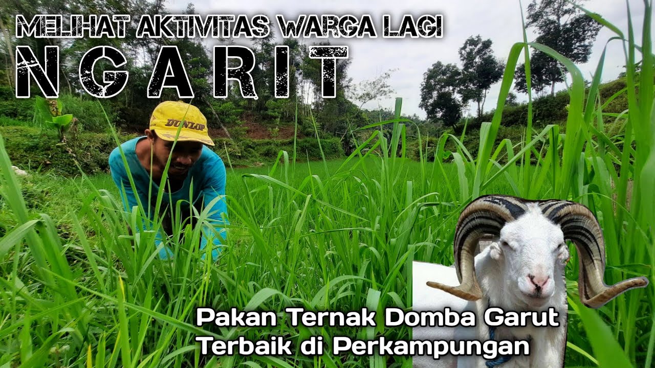 Ngarit Rumput di Persawahan Untuk Pakan Ternak Domba Garut || Lifestyle In An Indonesian Village