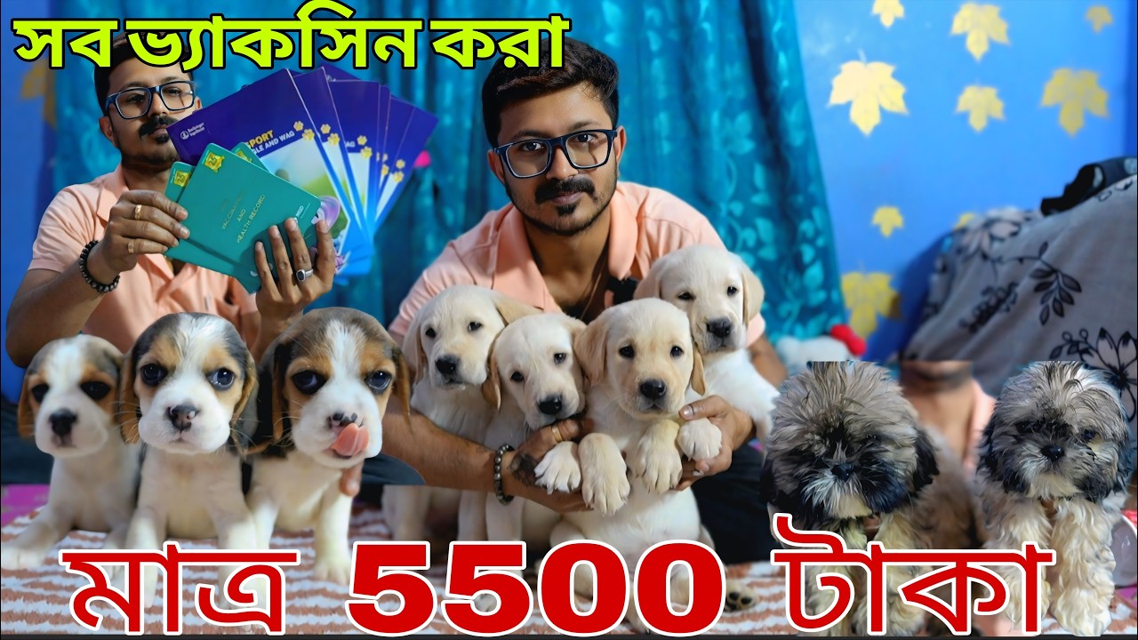 মাত্র 5500 টাকা দিয়ে শুরু কুকুর ছানা!! All puppy vaccination done!! Dog market in Kolkata!!beagle