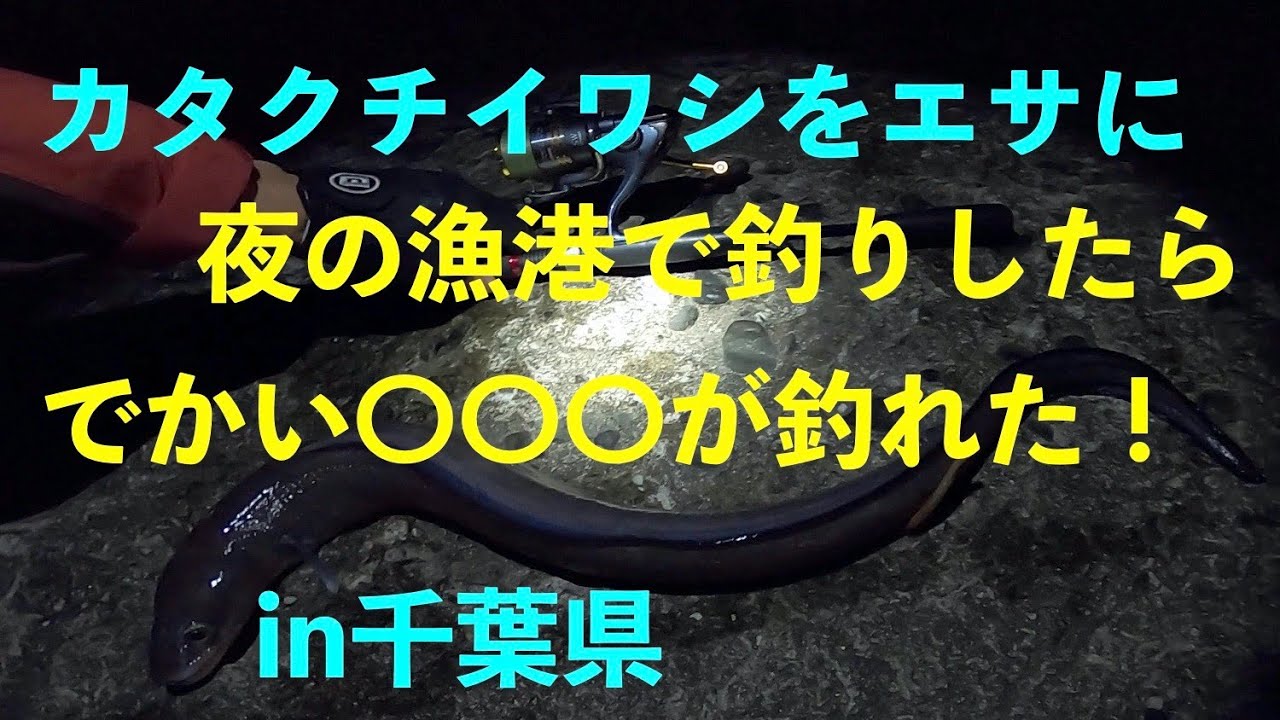 【千葉の釣り】冬の南房総でイワシをエサに釣りしたらでかい〇〇〇が釣れる！