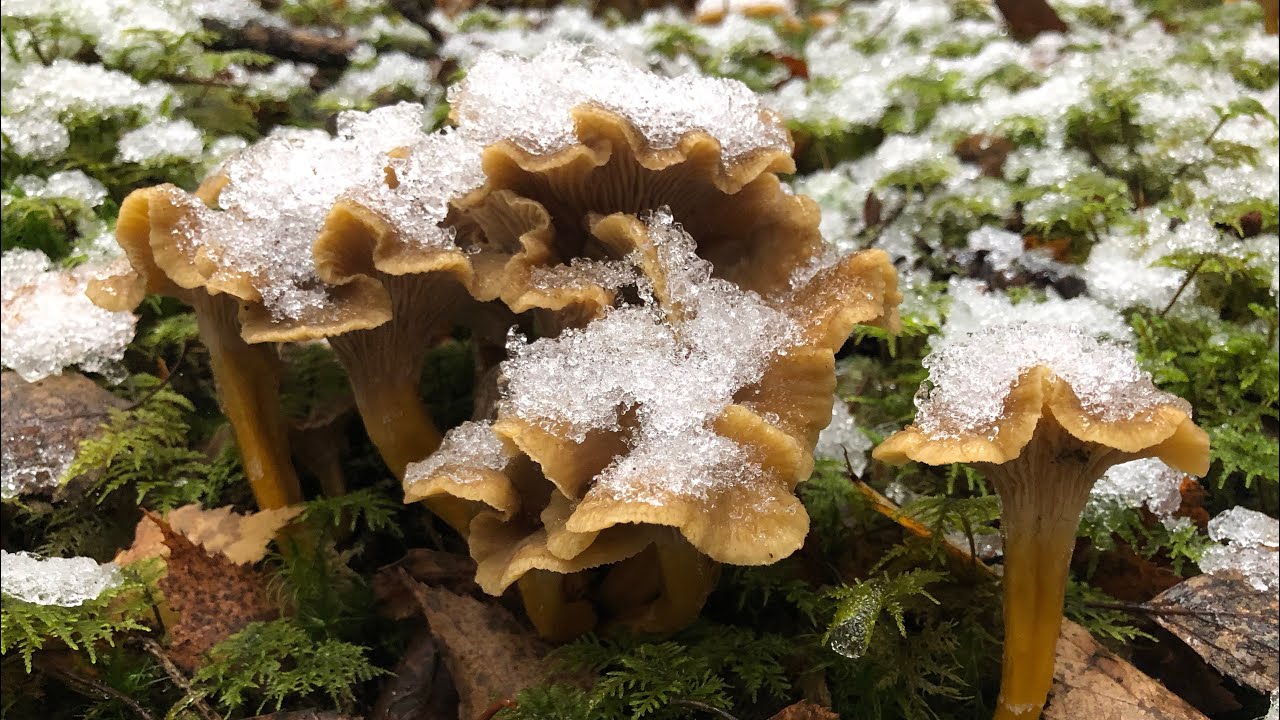 🍄7/11/19🍄เก็บเห็ดหิมะเพลินๆ เต็มป่าตามเคย 🍄Mushrooms🍄