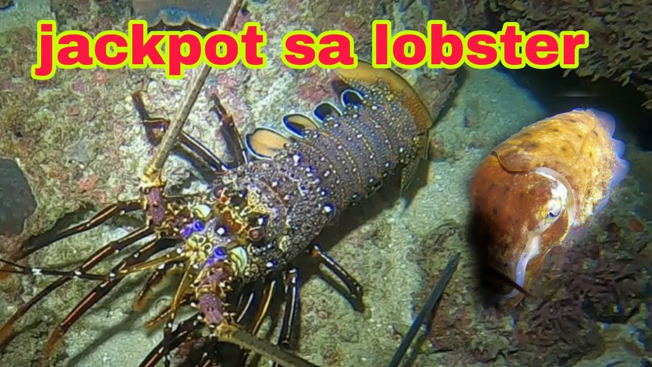 Jackpot sa lobster #nightspearfishingphillipines