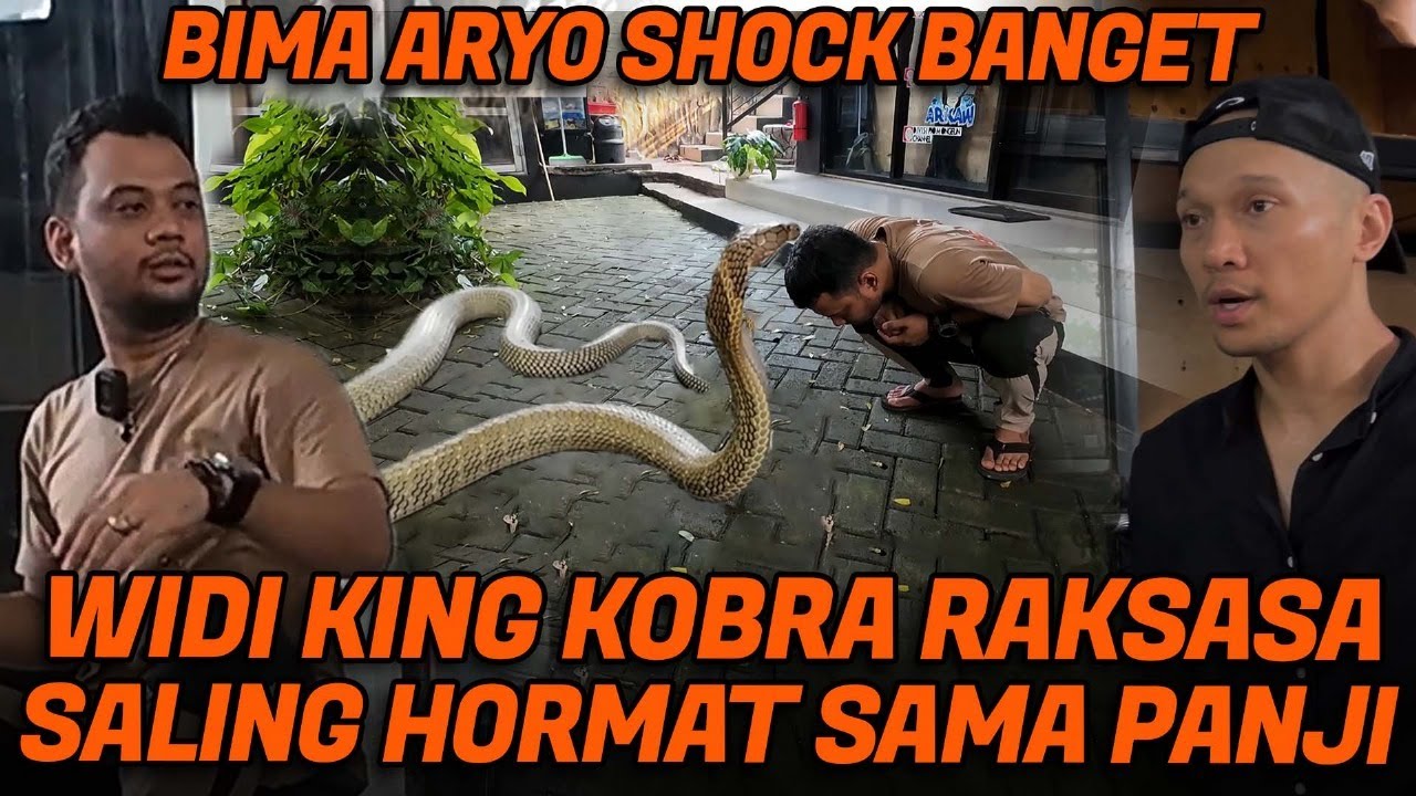 KING COBRA WIDI RAJA SEBENARNYA, PANJI SUNGKEM. BIMA ARYO SHOCK, TAKUT KEPALA PANJI DIPATOK