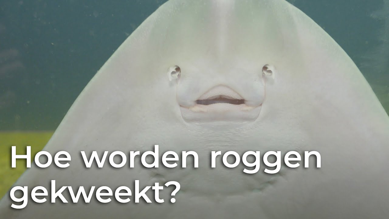 Hoe worden roggen gekweekt? | Het Klokhuis