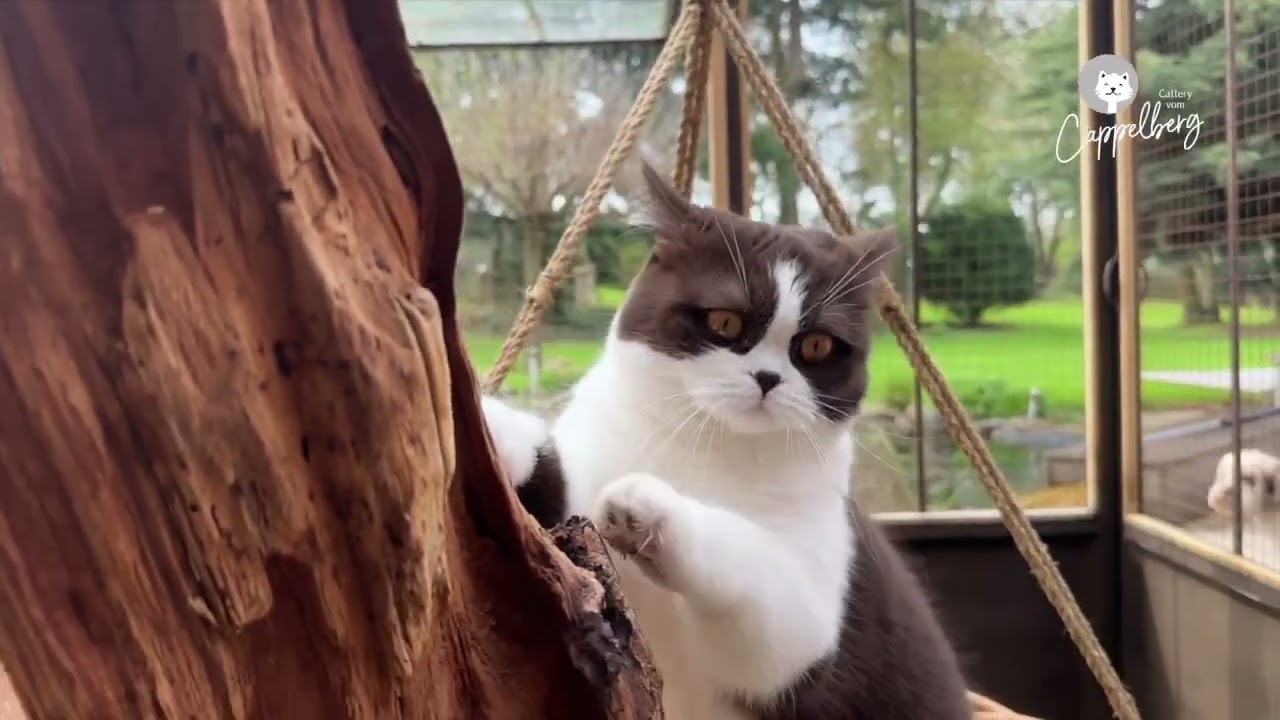 Einzug ins Katzengehege - Cattery-Cappelberg