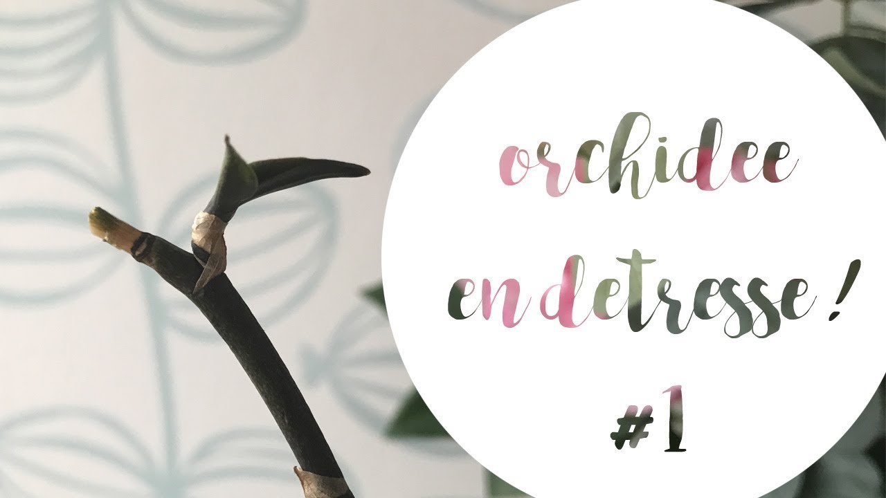 Je tente de sauver un phalaenopsis et son keiki | Sauvetage d'orchidée #1