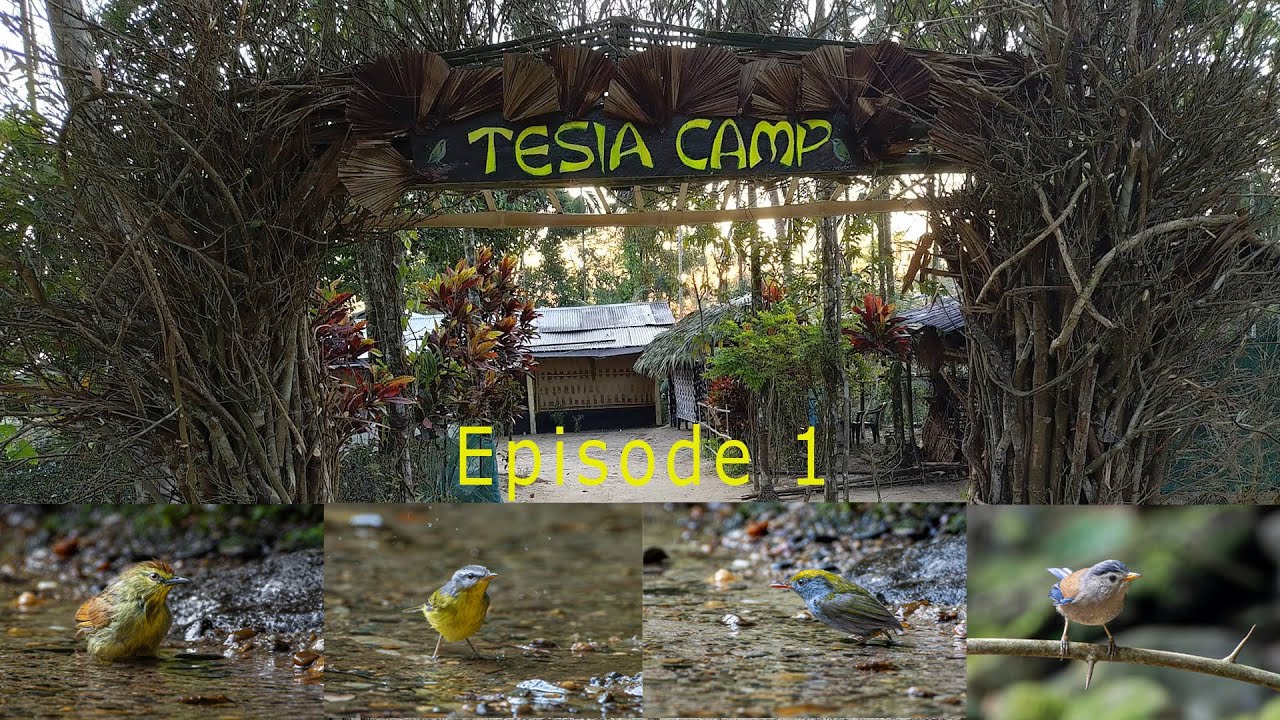 Tesia Camp Episode 1 | NorthEast Birding | Bogoli Reserve Forest | Lakhimpur | Assam