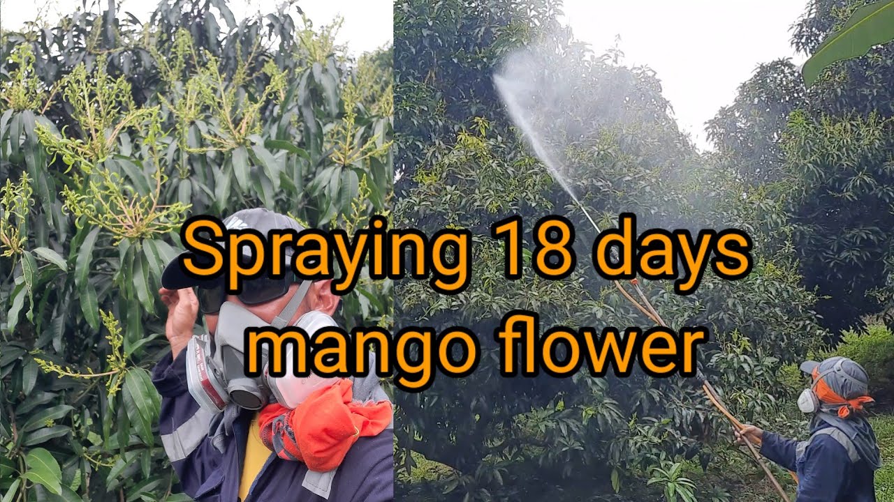 Spraying 18 DAFI mango flower