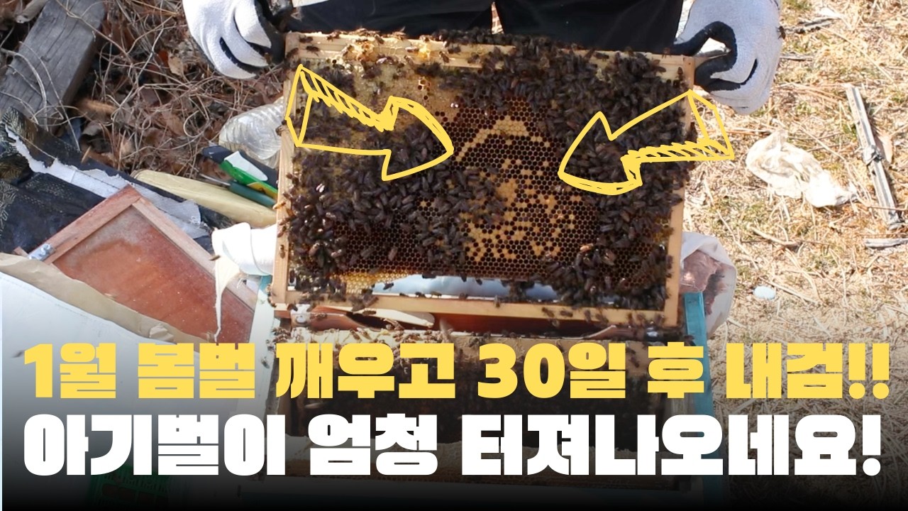 1월 봄벌깨우고 30일 후, 아기 토종벌들이 정신없이 날아다녀요!!