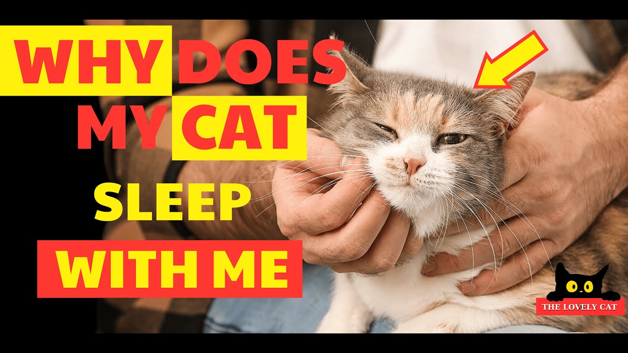 Why Does My Cat Sleep With Me? - 5 Reasons You’ll Love to Know