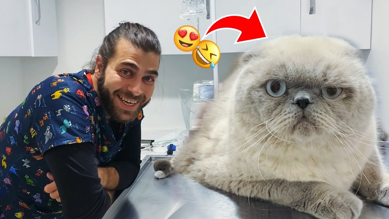 ÇİZGİ FİLM KEDİSİ! 😍 Sevimli Tombik Kedi Bulut! #TheVet