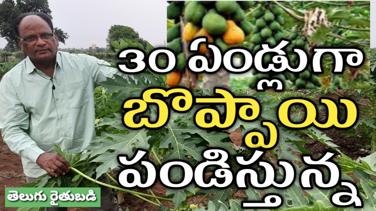 బొప్పాయి సాగు బాగుంది.. 30 ఏండ్లుగా సాగు చేస్తున్న | Papaya Farmer 30 Years Experience