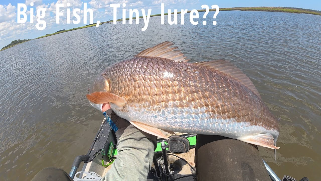 Tiny Lure Catches Giant Fish! Fishing Areas in Sisters Creek, Jacksonville, Florida