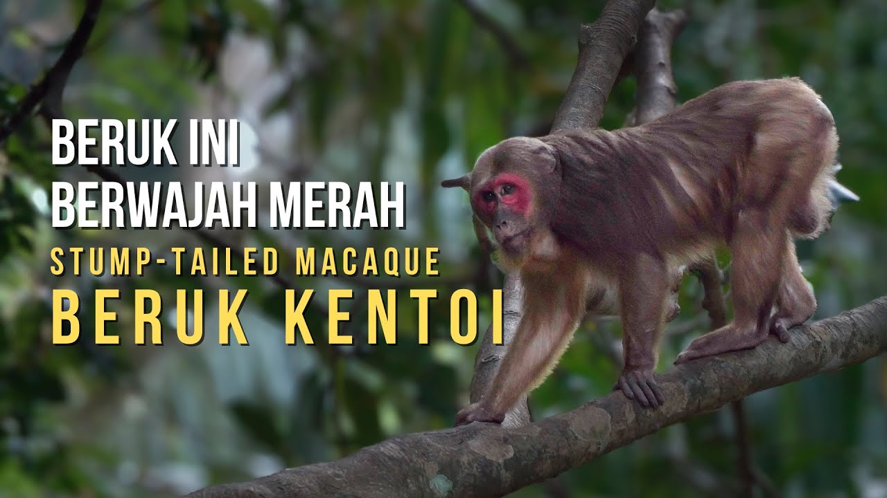 Beruk Kentoi - Misteri Beruk Berwajah Merah