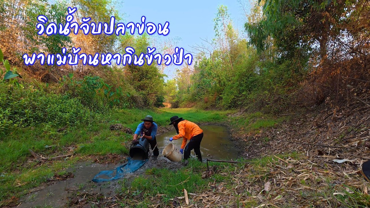 อากาศร้อนน้ำแห้งขอด วิดน้ำจับปลาข่อน แอ่งน้ำเล็กๆ แต่ปลาเยอะมาก / ตุ้มแพรว พาเพลิน EP.946
