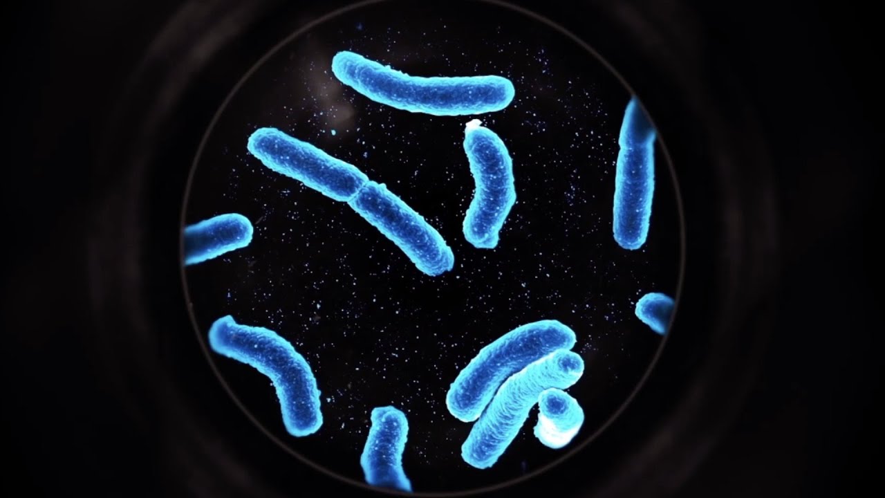 Evolution's Gaping Hole