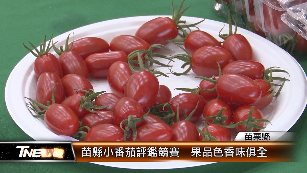 苗縣小番茄評鑑競賽  果品色香味俱全 │T-NEWS聯播網