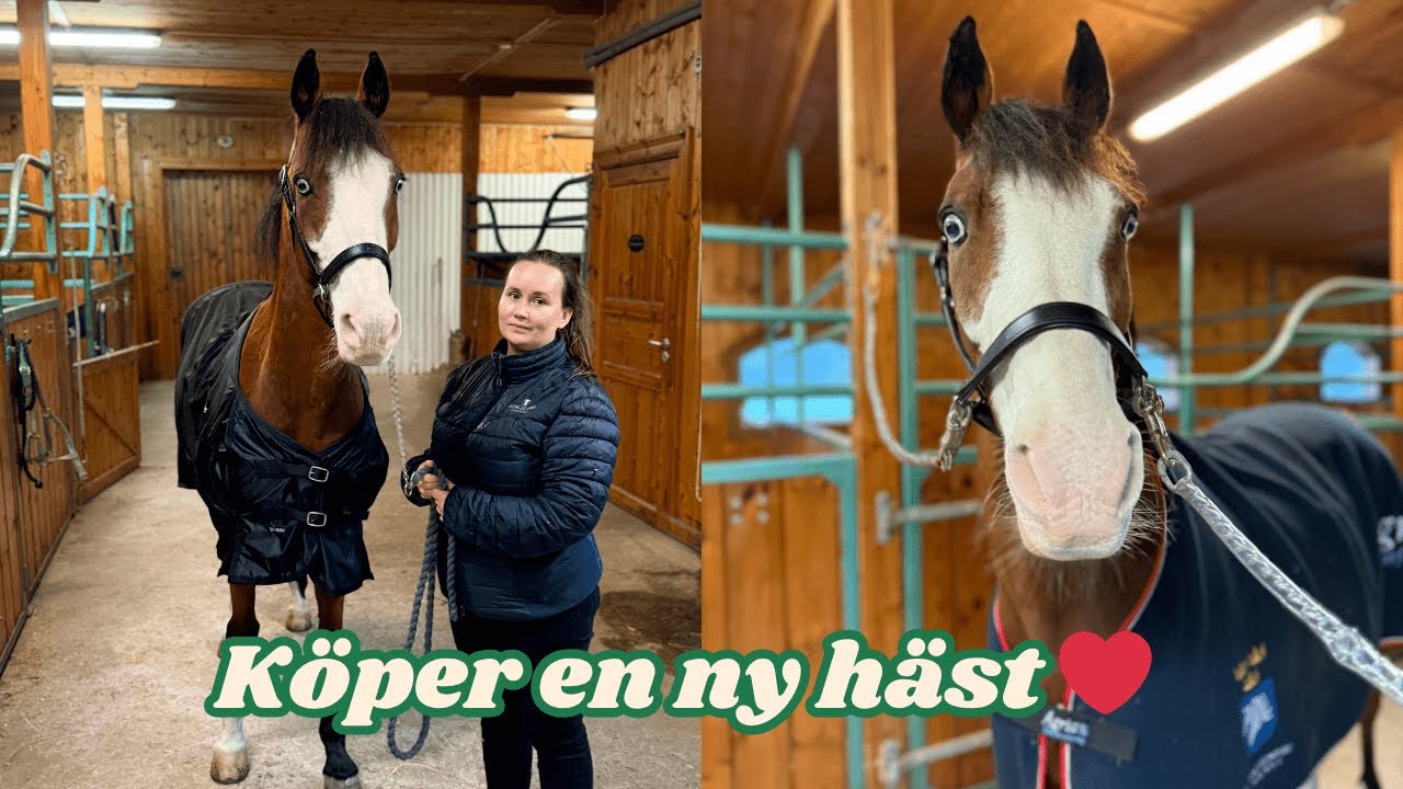 Jag har k&ouml;pt en NY H&Auml;ST!! 🐎💥 - VLOGG