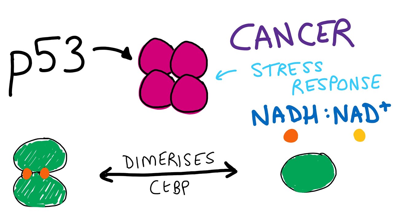 p53, cancer metabolism and NAD