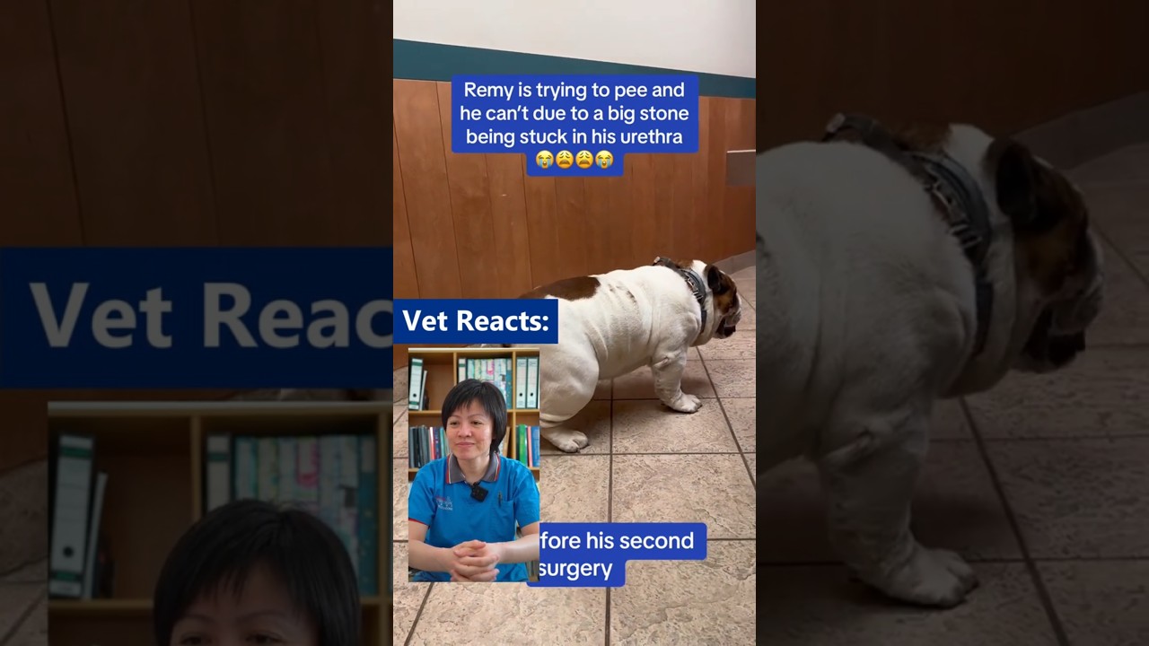Pet Struggling to Pee? Here's Why It Could Be a Life-Threatening Emergency! #urinaryblockage #fyp