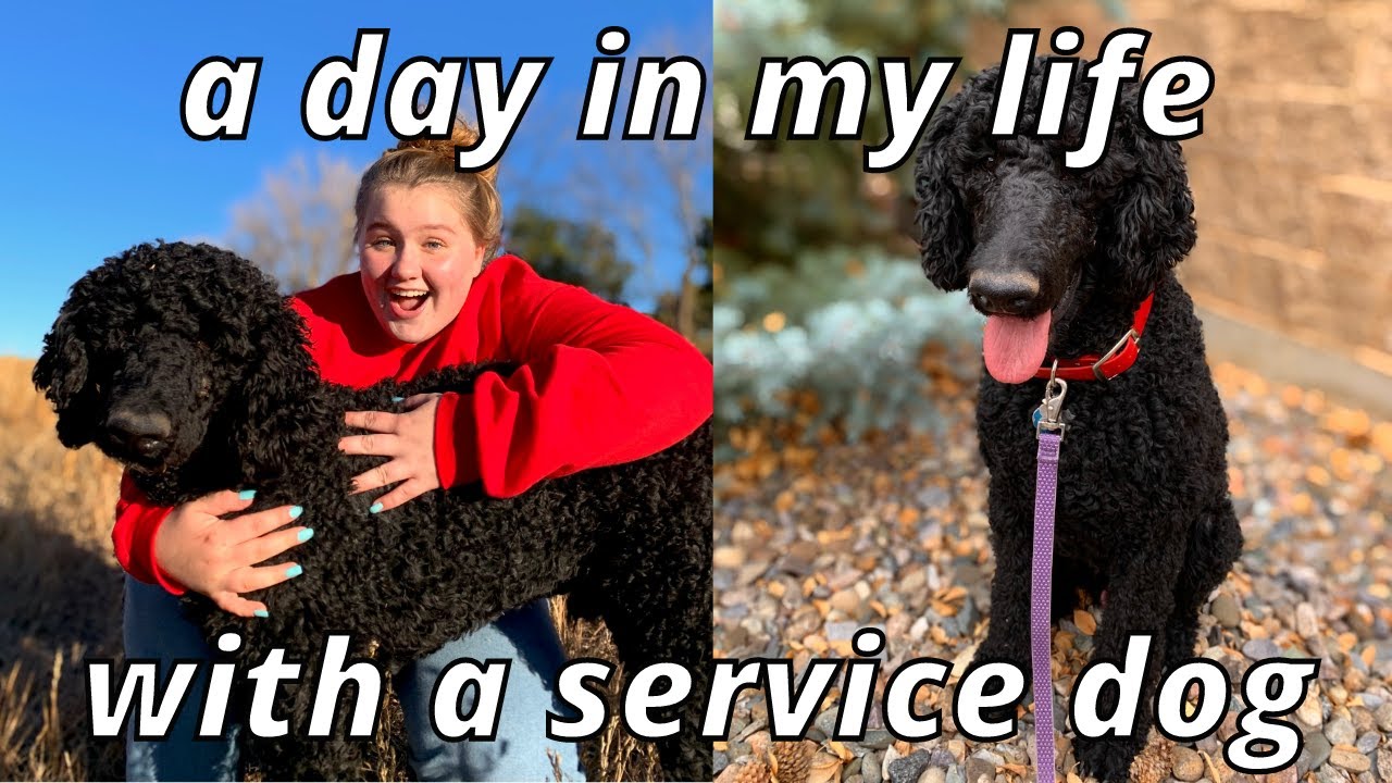 day in the life with a service dog!
