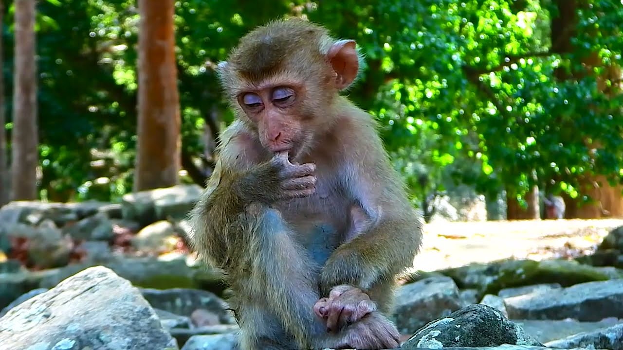 Evil monkey Bonita comes to catch a new abandoned monkey from the Sovana group and
