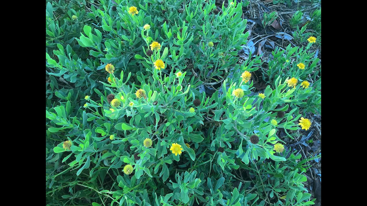 Eat The Weeds: Episode 153: Sea Oxeye