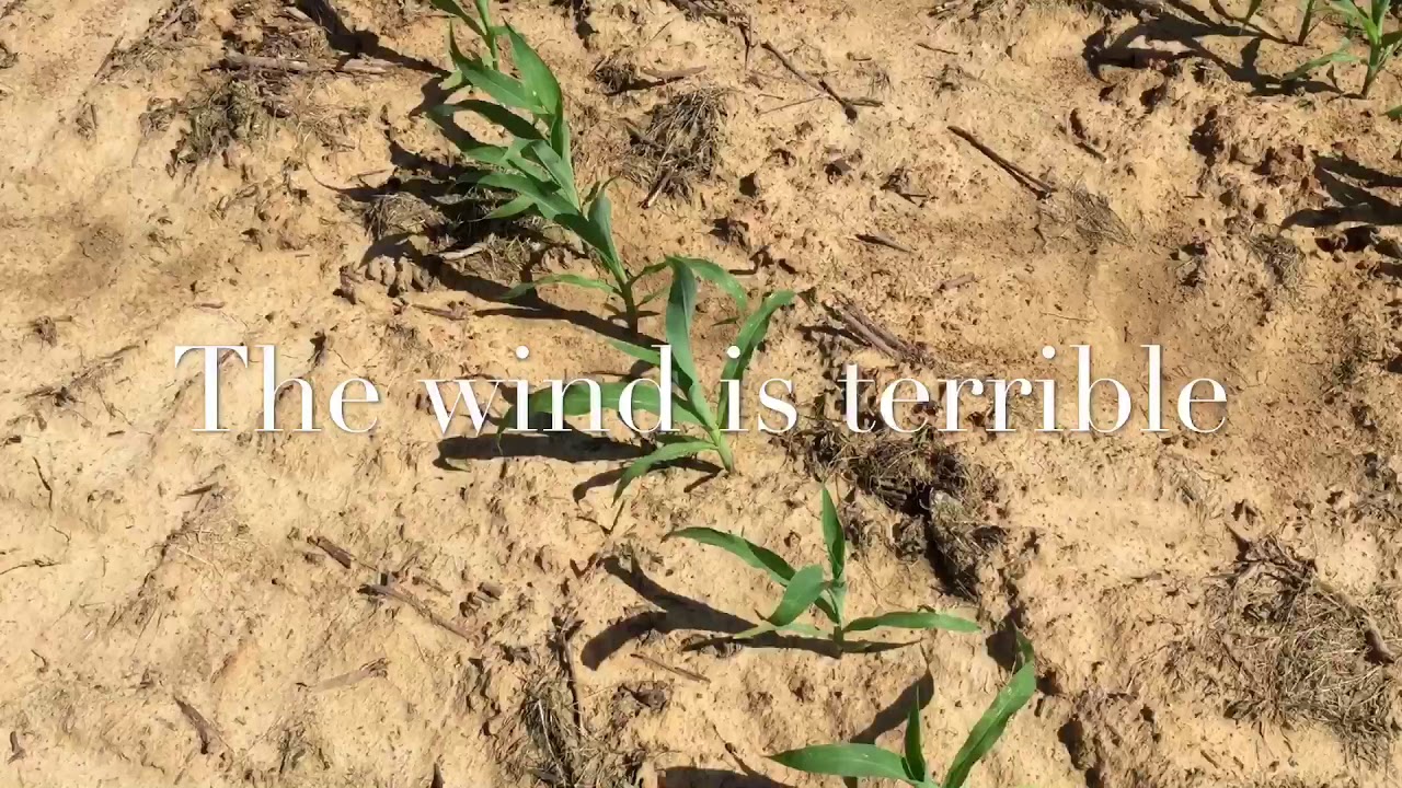 Let’s follow this corn field throughout the season Gerraldfarms