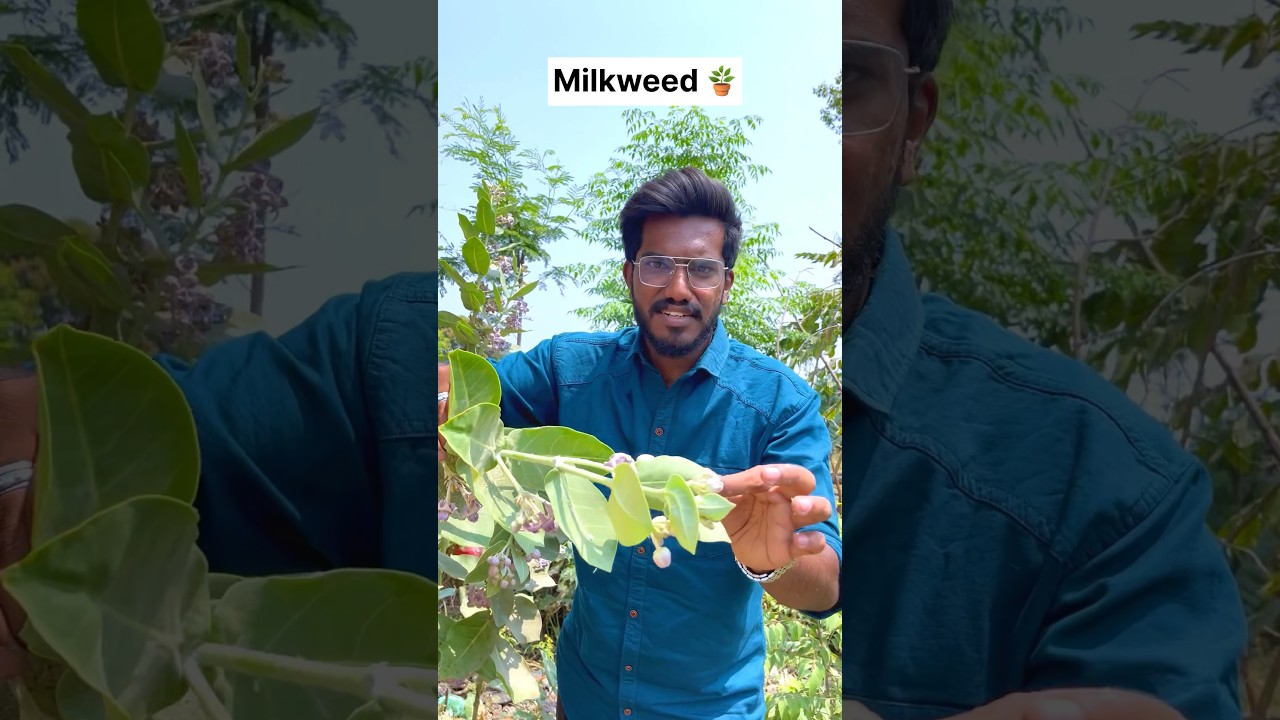 Milkweed 🪴in Nepal 🇳🇵 | Agrotill | #farming #travel #shorts #business