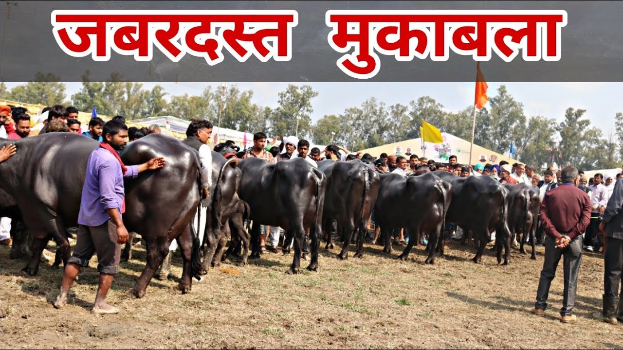 Murrah Buffalo Milk Beauty Competition at Karnal,Haryana. जानिए किसकी भैंस बनी हरियाणा चैम्पीयन