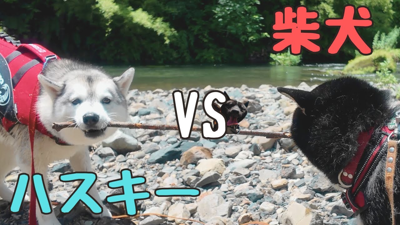 【 ハプニングあり 】ハスキー＆柴犬＆甲斐犬の仲良しトリオで川に行って遊ぶ♪
