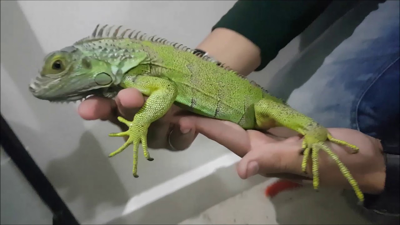 Présentation de mes 5 Serpents,mon Iguane  et leurs Terrariums fabriqué à la main