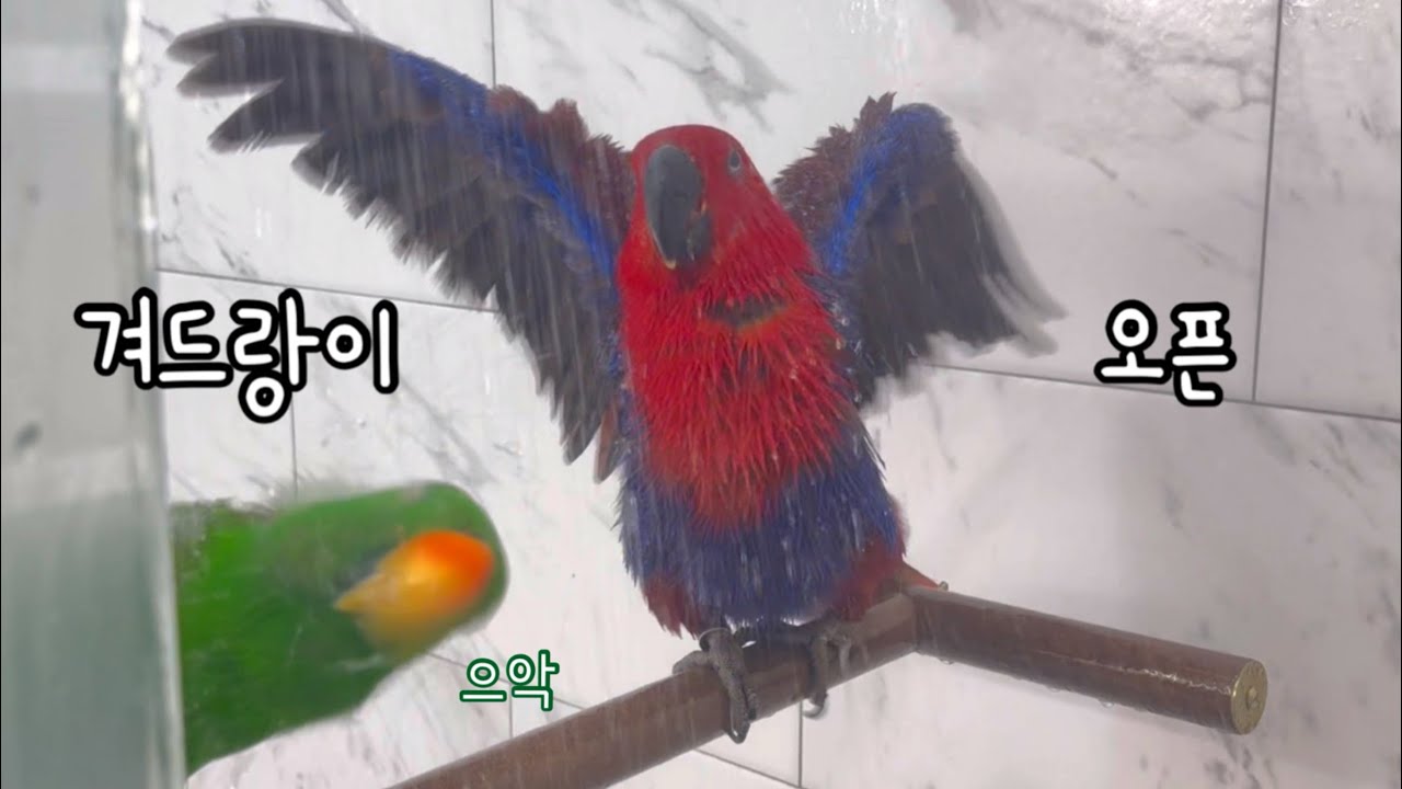 [지구젤리/일상] 젤리 겨드랑이를 볼 수 있는 절호의 기회!