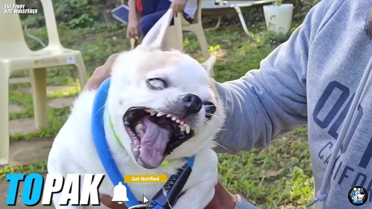 WOOFCAM: Topak