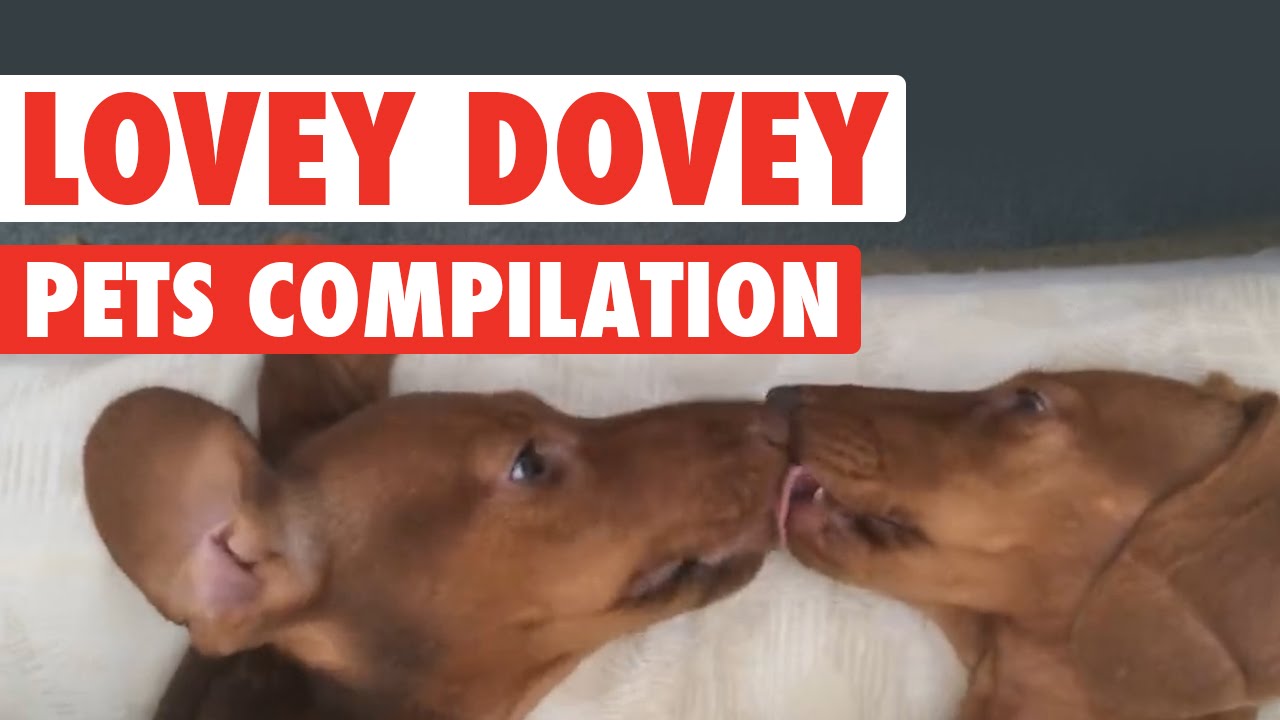 Most Heartwarming Pet Compilation || Lovey Dovey Pets