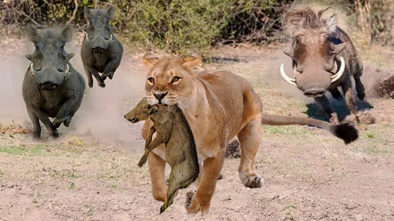 Momentos Incre&iacute;bles Cuando los Animales se Enga&ntilde;aron con el Jabal&iacute; Equivocado | Mundo Animal |
