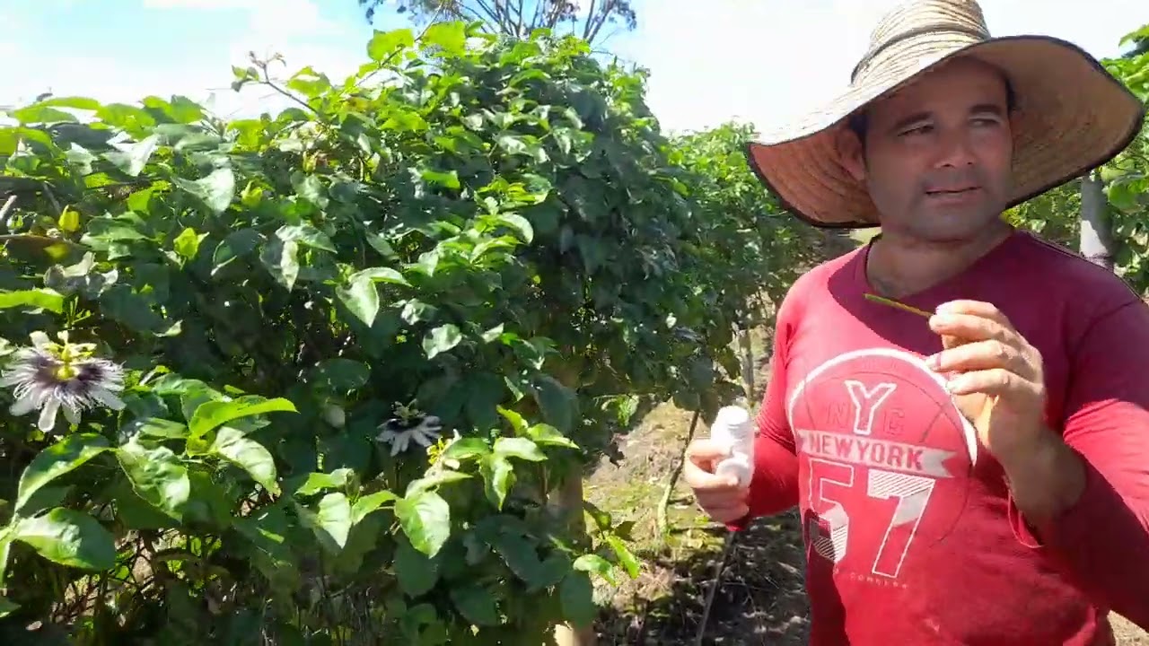 Control de abeja negra en el cultivo de maracuya.