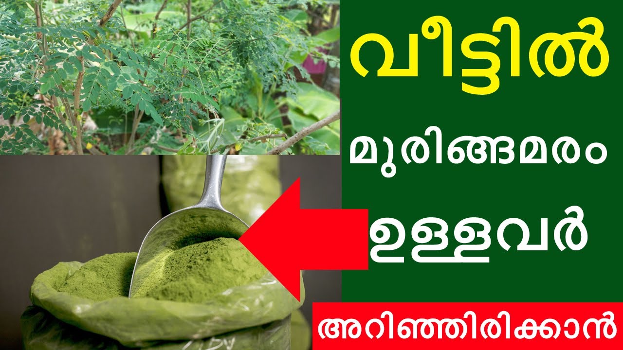 വീട്ടിൽ മുരിങ്ങ മരം ഉള്ളവർ അറിഞ്ഞിരിക്കാൻ / ഇല പൂവ് കായ  തൊലി