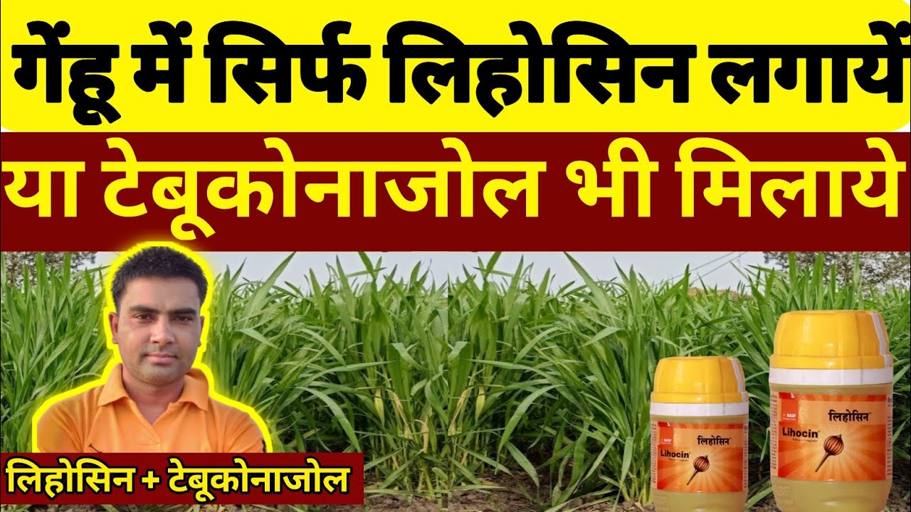 गेंहू में लिहोसिन और टेबूकोनाजोल के तूफानी फायदे। गेहूं में लिहोसिन लगाने का सही समय।