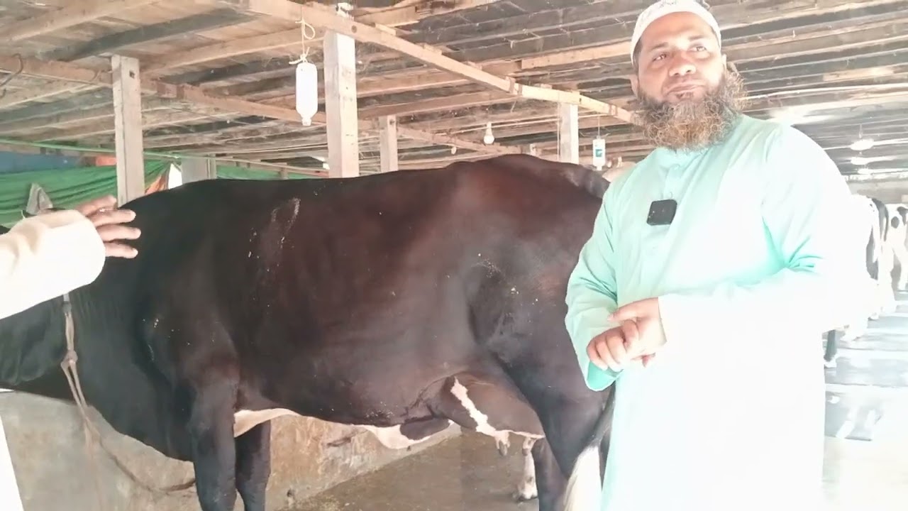 দুধের গাভি কিনতে চান তাহলে চলে আসুন।