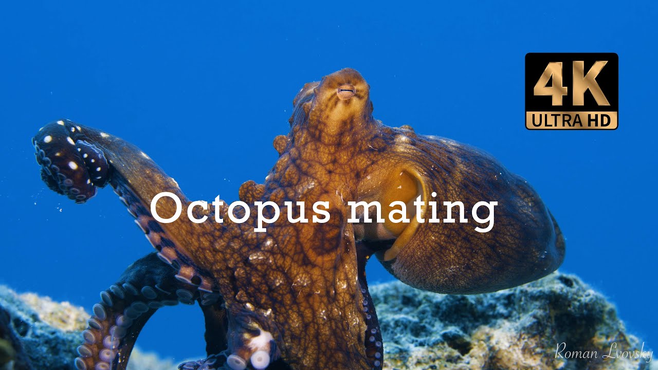 Octopus mating. Underwater life. 4K