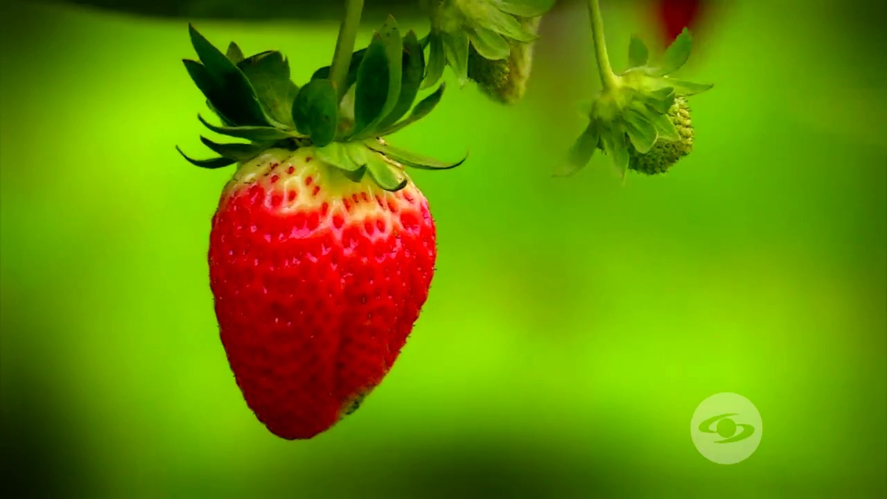 Cultivo de fresas semihidropónicas | La Finca de Hoy