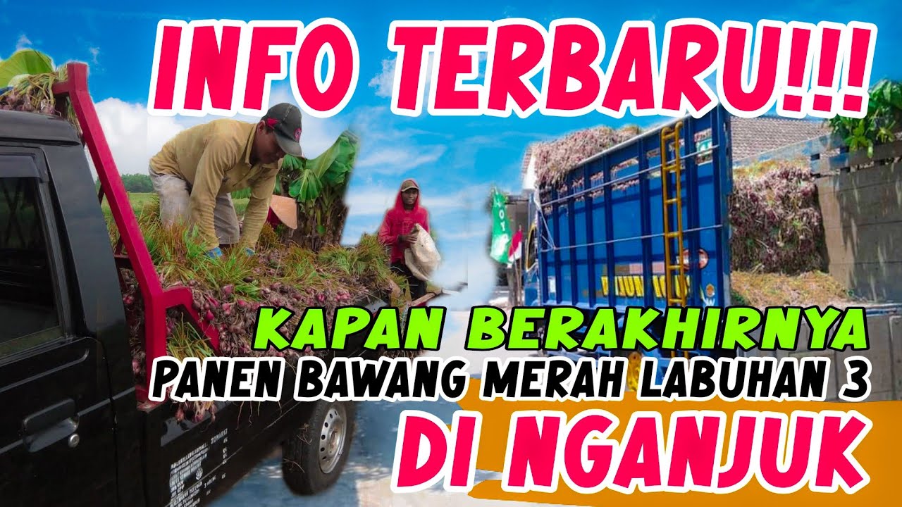 KONDISI TERKINI‼️PANEN BAWANG MERAH LABUHAN 3 DI NGANJUK