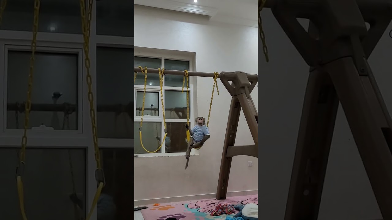 Гамадрилки Ники и Луна, всё у них под контролем 😁