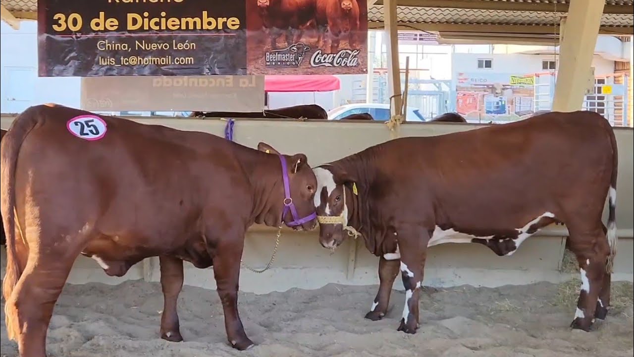 BEEFMASTER.. Muestra Nacional.. Guadalupe.. Nuevo León...