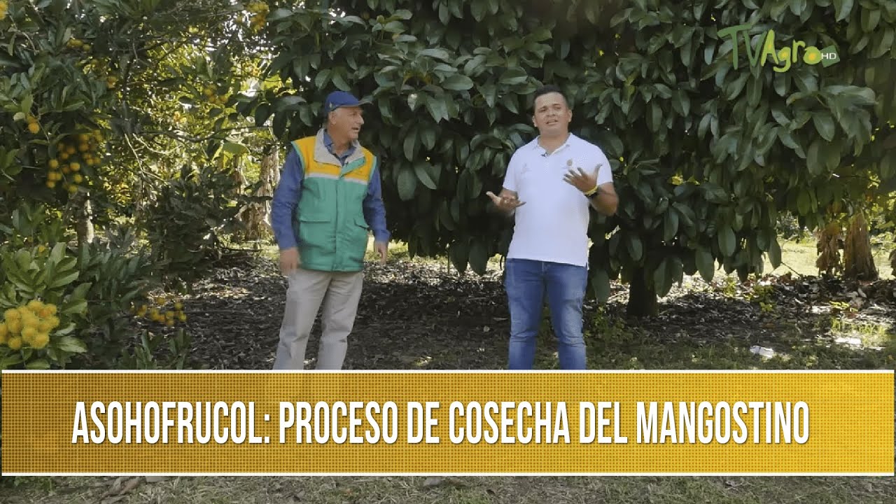 Asohofrucol: Proceso de cosecha del mangostino - TvAgro por Juan Gonzalo Angel Restrepo