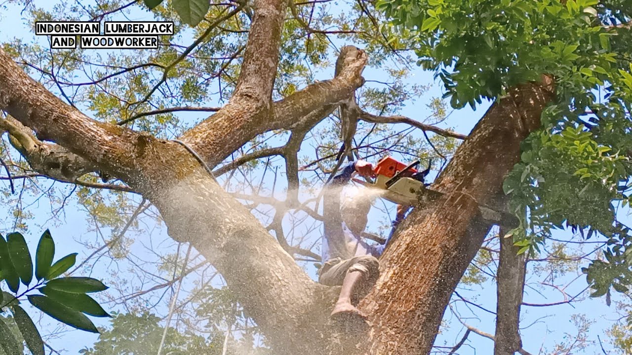 Almost out of breath, Cut down a big tall tree branching, Stihl ms 881.
