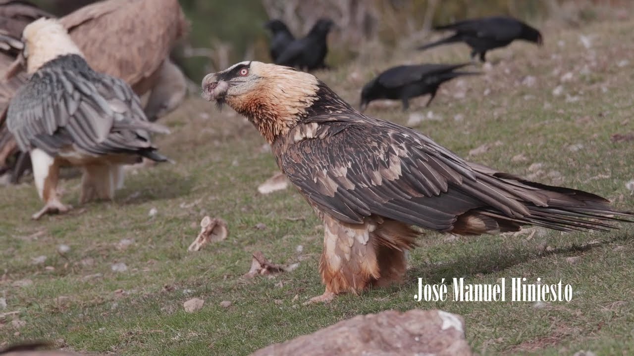 Bearded Vulture, a BIRD that EATING BONES #eating #beardedvulture #vultures #wildlife