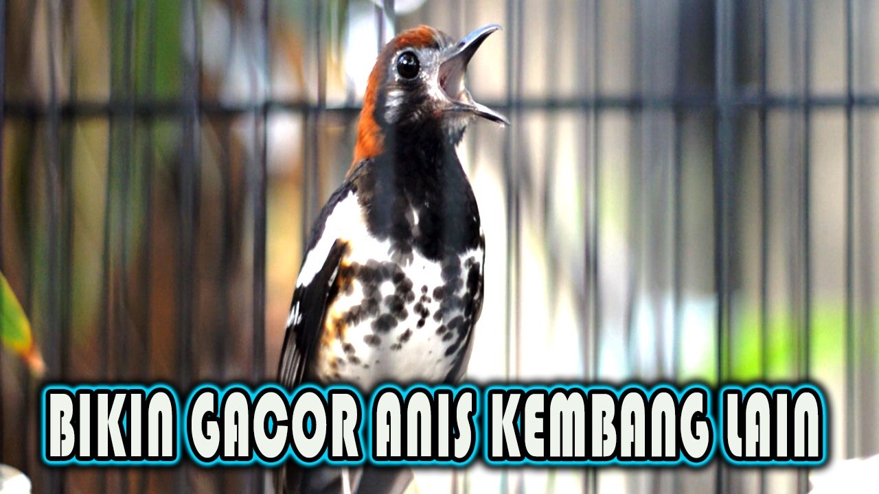 ANIS KEMBANG CEPAT GACOR MENDENGAR PANCINGAN ANIS KEMBANG INI #aniskembang