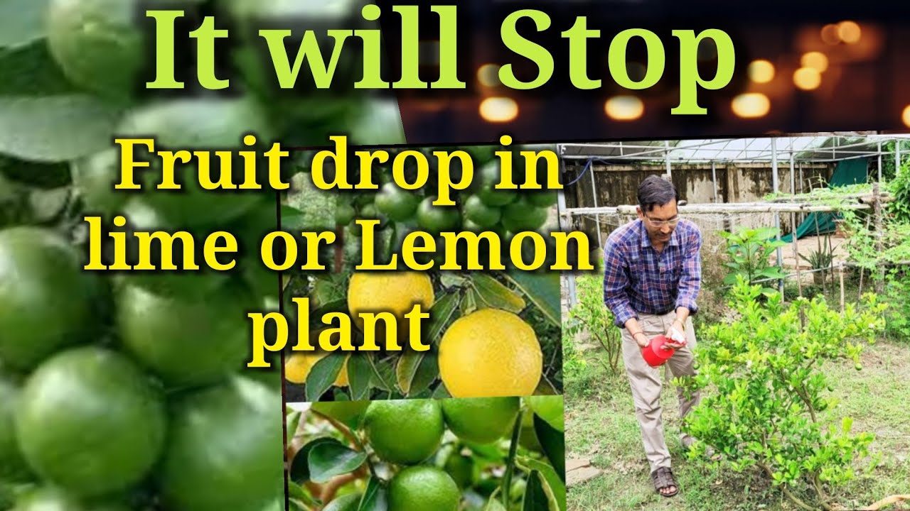 Amazing tips to stop fruit drop in lime or lemon plant in your house.